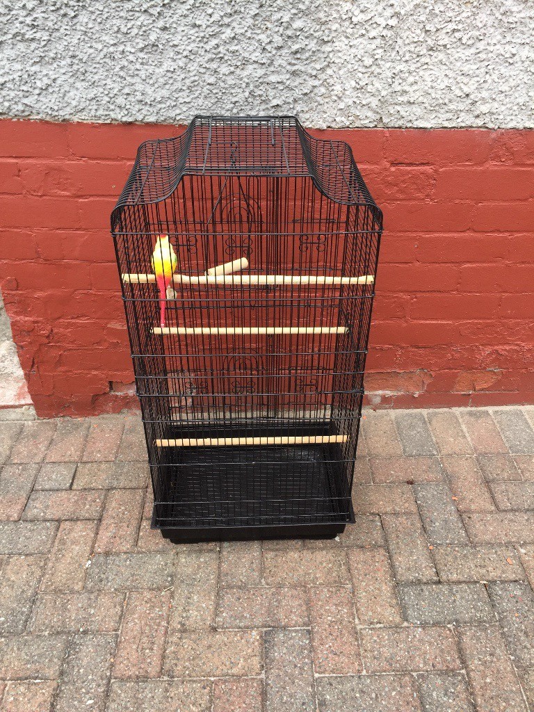 Bird cage in Clydebank, West Dunbartonshire Gumtree