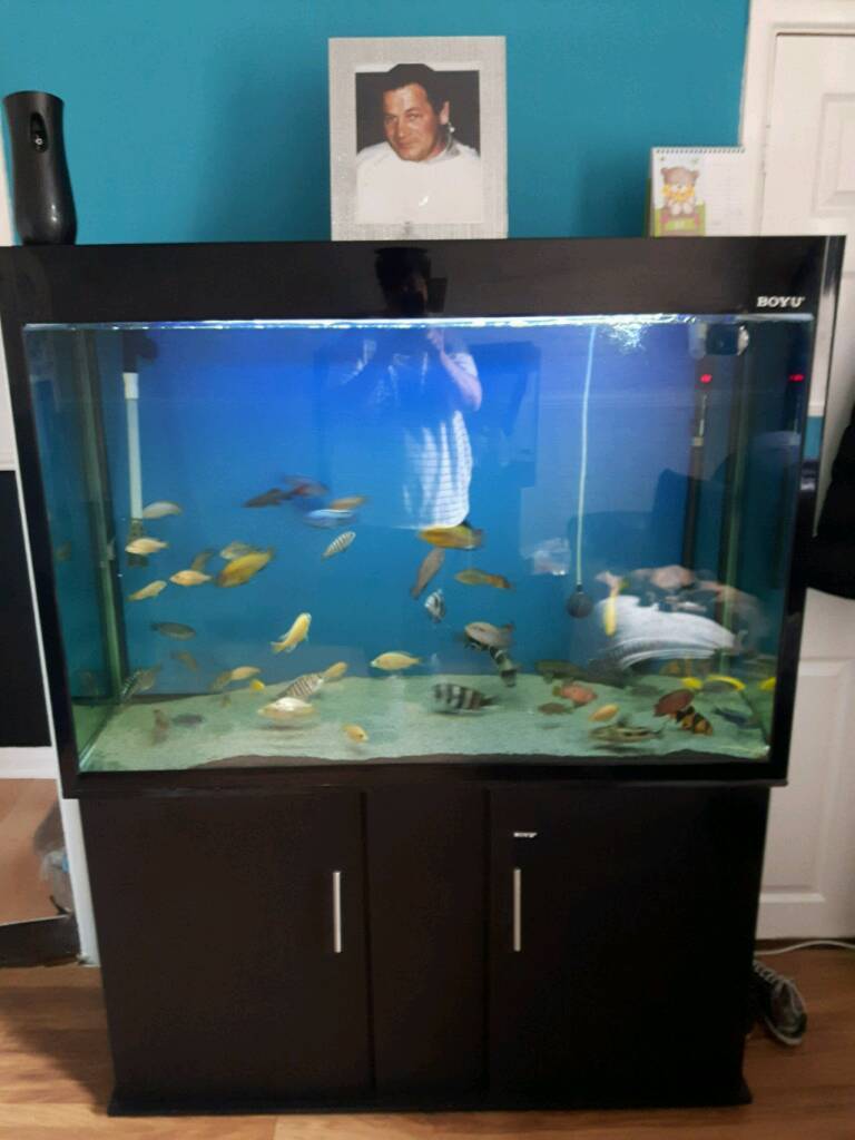 BOYU AQUARIUM EB 1200 BLACK GLOSS TANK AND STAND in Ipswich, Suffolk
