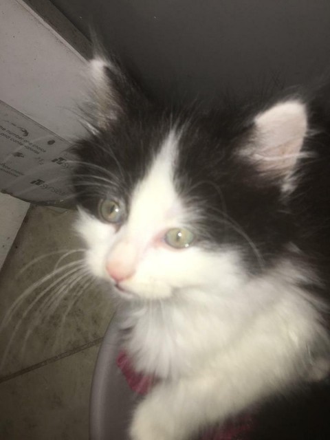 Long Haired Black And White Male Kitten In Brinsworth South