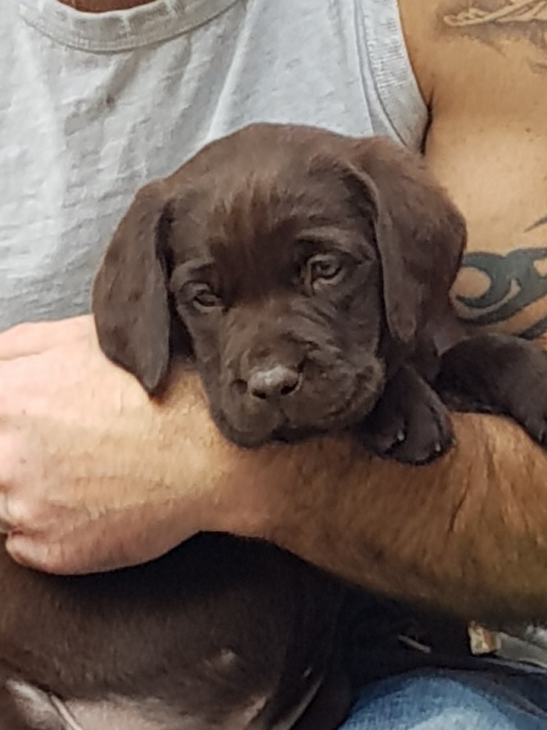 KC REG chocolate labrador Boy puppy ready to leave now £800 in Hyde