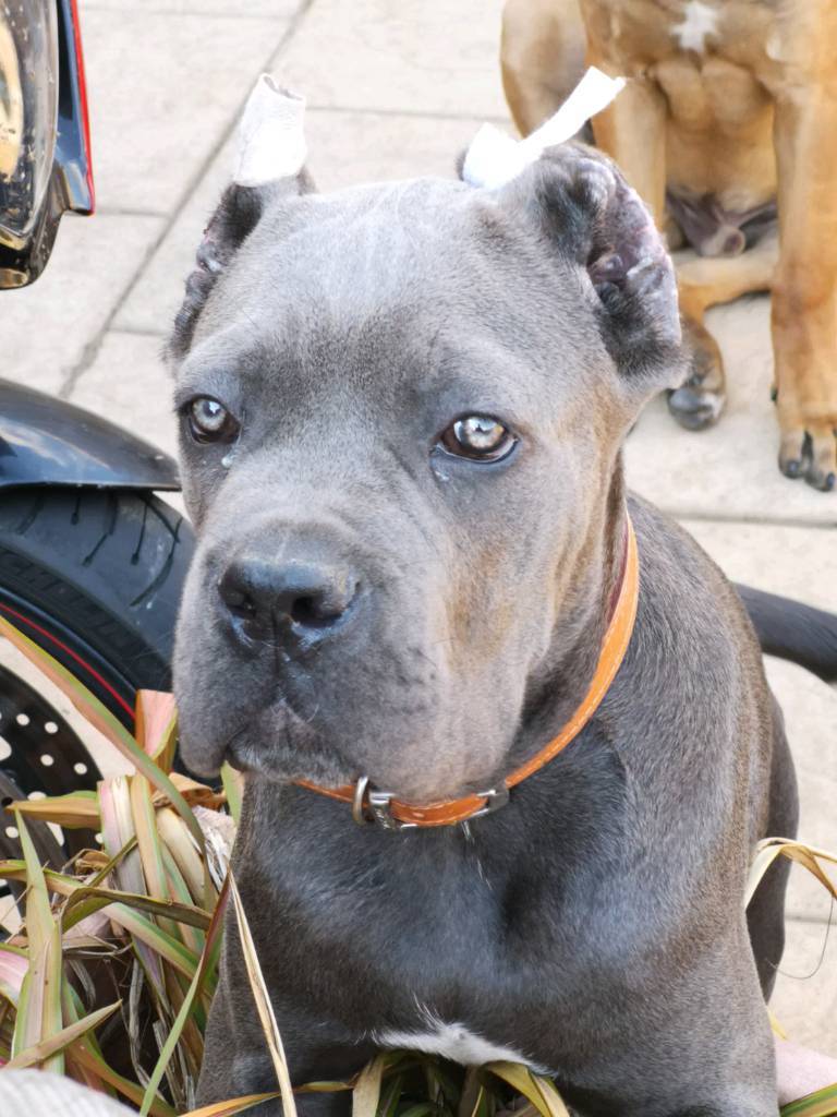 Blue Cane Corso Male for SALE in Houghton Regis, Bedfordshire Gumtree