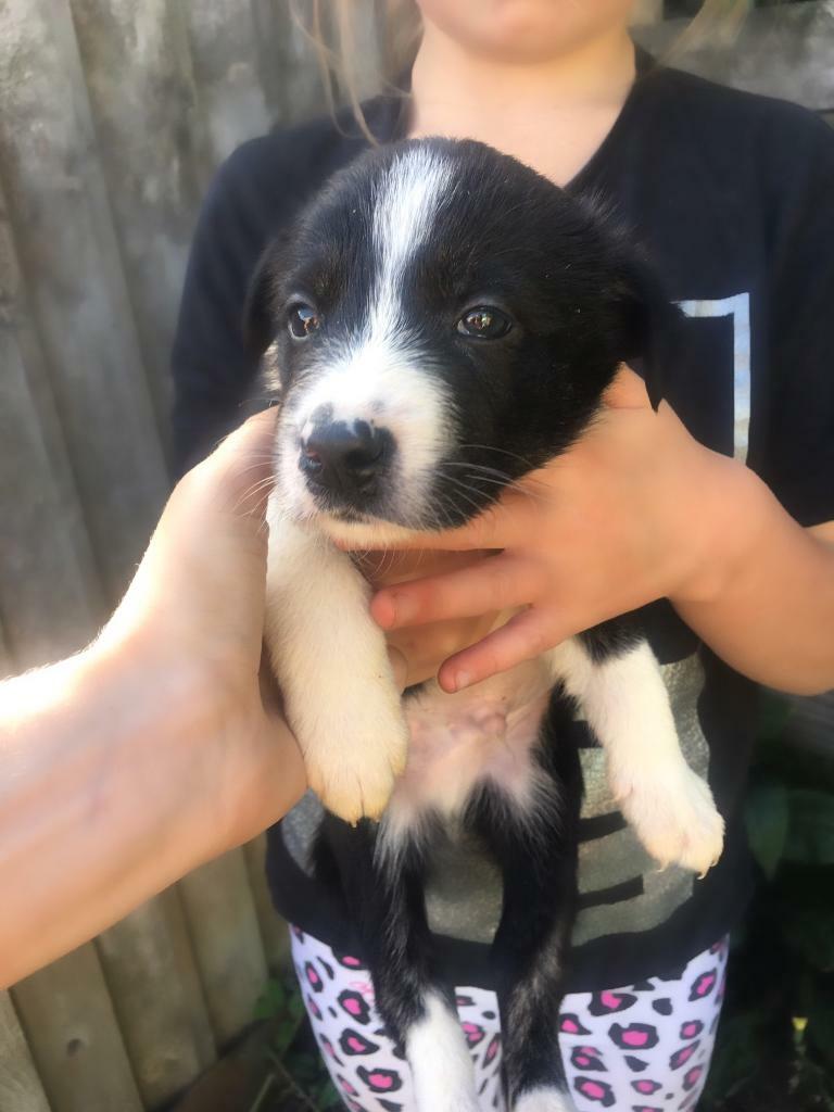 Border collie puppies for sale in Northwich, Cheshire Gumtree