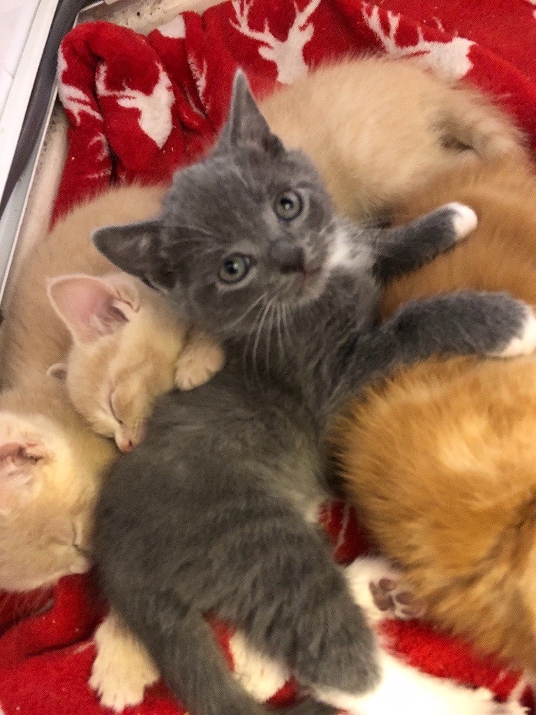 Grey, cream and ginger kittens for sale in Aigburth, Merseyside Gumtree