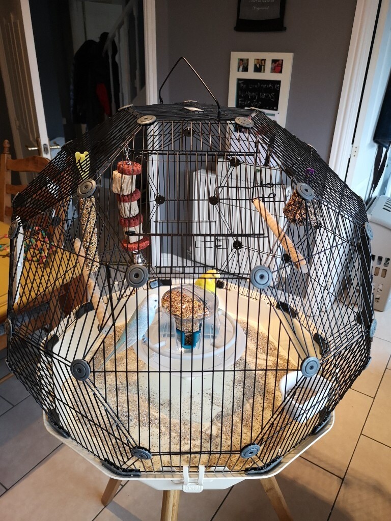 Omlet bird cage and 2 budgies in Portishead, Bristol Gumtree