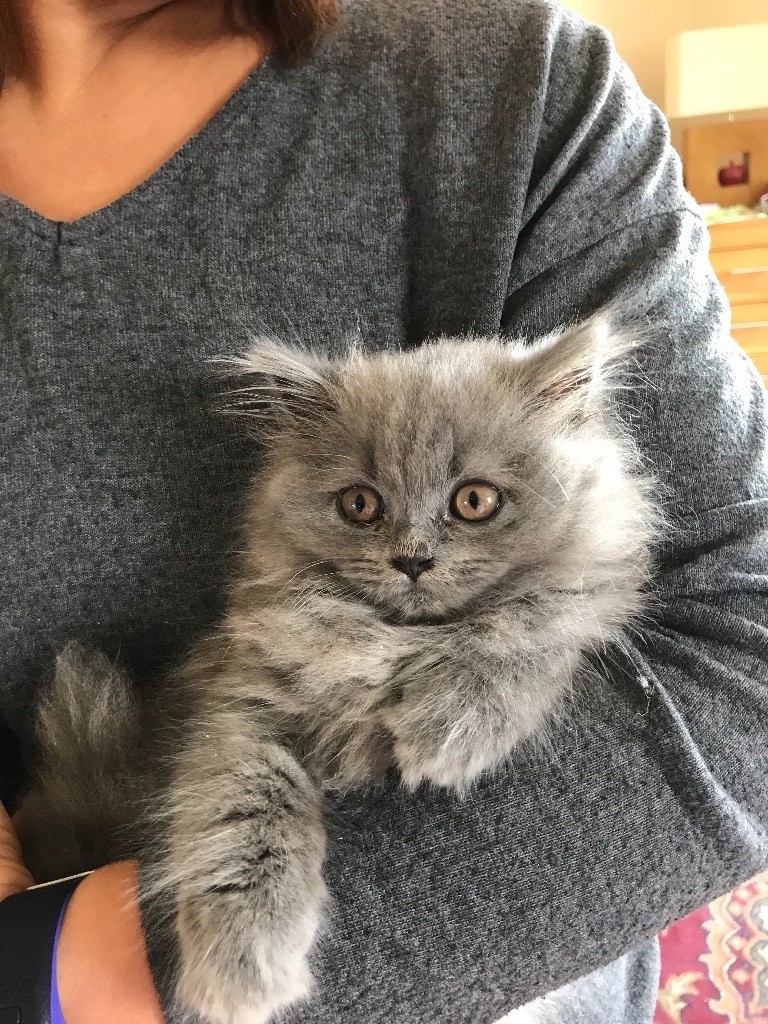 Female British Blue Kitten Long Haired Varient in Bicester