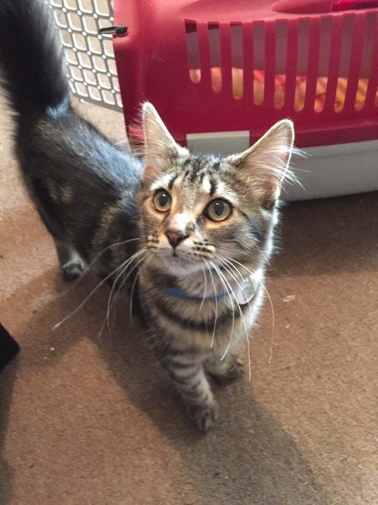 Orange Female Kittens For Sale / Female kittens for sale Walsall