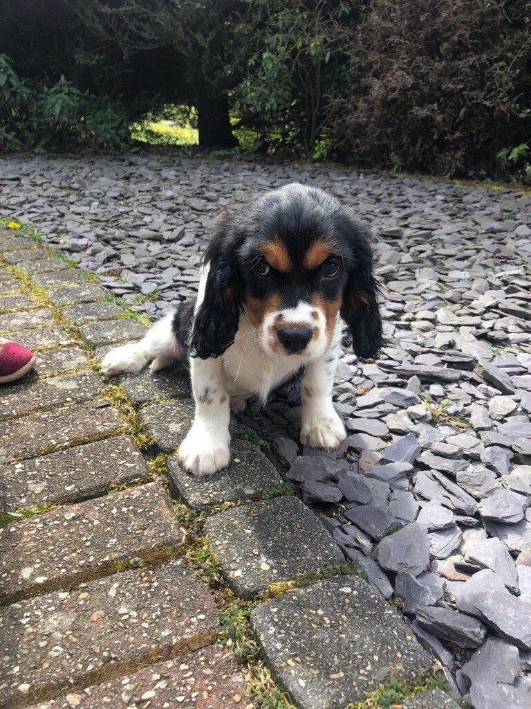 Male tri colour cavalier king charles in Ebbw Vale, Blaenau Gwent