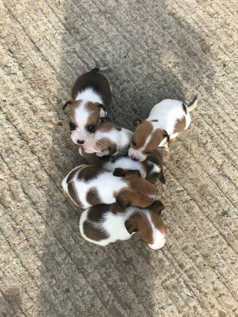 Miniature Jack Russell puppy in Writtle, Essex Gumtree