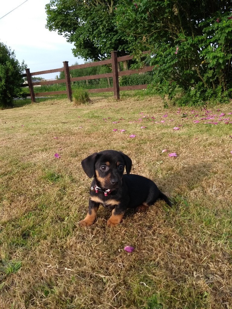 Dachshund x Jack Russell Pups ONLY 1 LEFT in Carryduff, Belfast