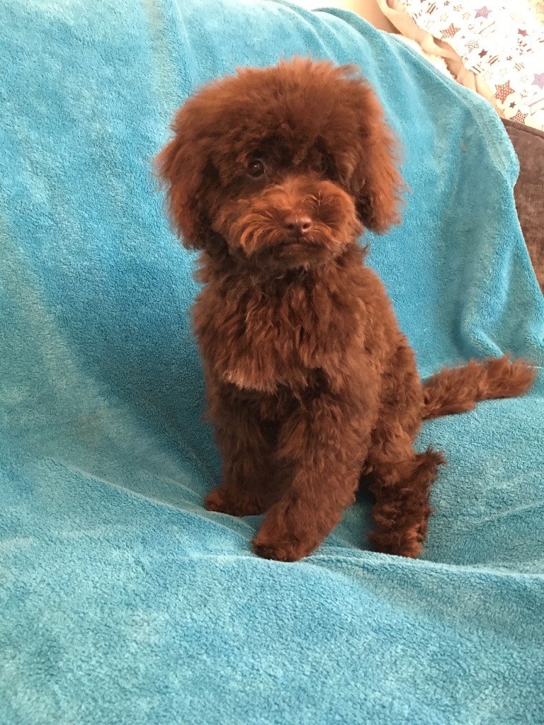 Toy poodle puppies 1 boy and 1 girl avaliable in Harworth, South