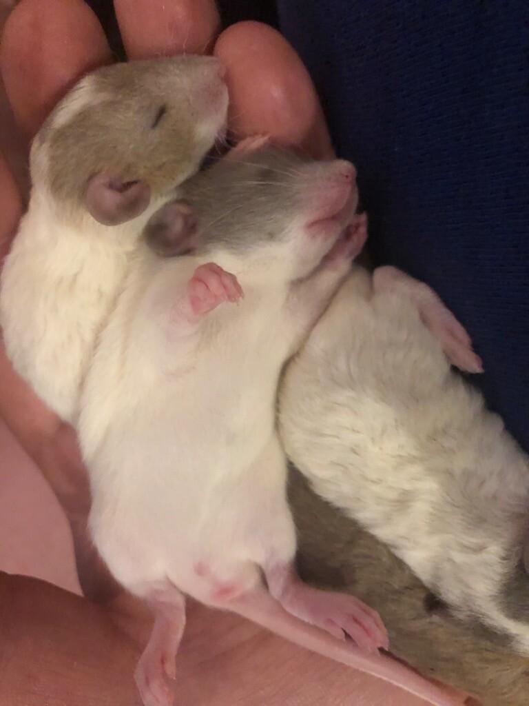 Beautiful tame dumbo/Rex baby rats. in Doncaster, South Yorkshire