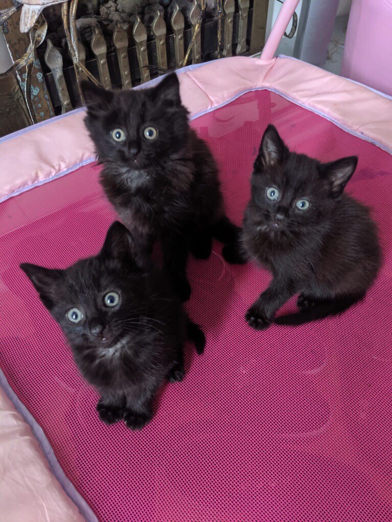 Kittens for sale in Forest Hill, London Gumtree