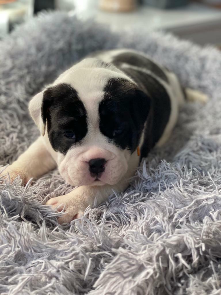 Stunning Old Tyme x English (British) bulldog puppies in Grimsby