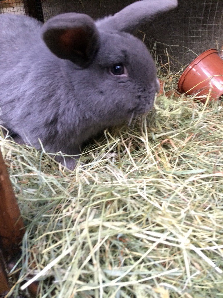 Buck rabbit in Coalville, Leicestershire Gumtree