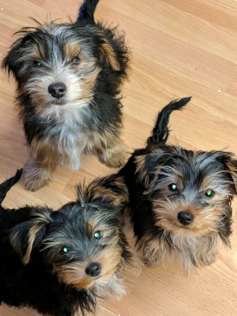 Full Yorkshire terrier puppies for sale in Ladbroke Grove, London