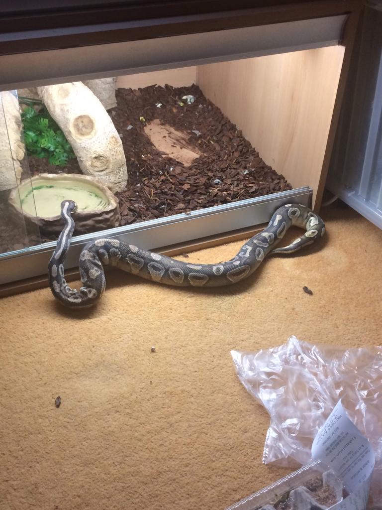 3ft Female Mojave Ball Python Snake with fully set up Vivarium in