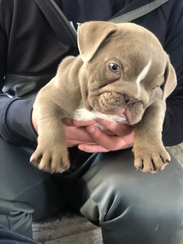 Full suit Lilac tri British bulldog Male available!!! in