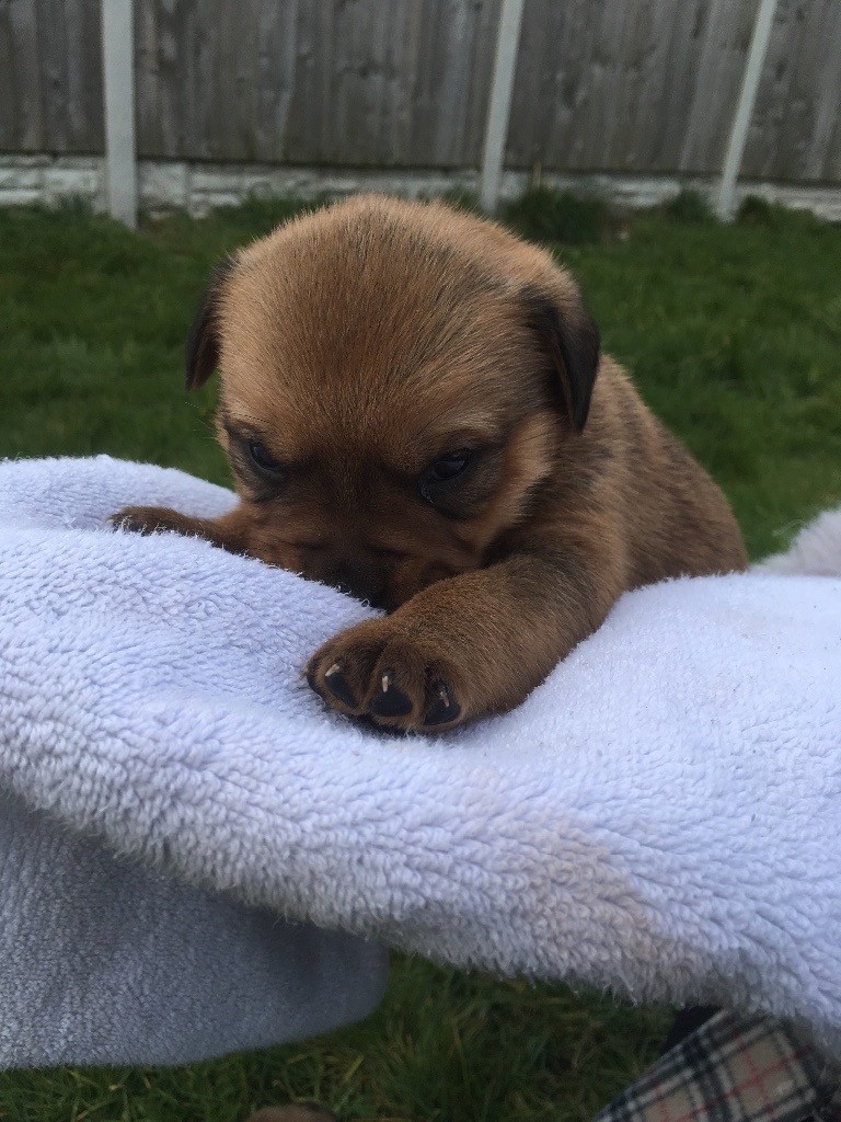 Dogue de Bordeaux x Rottweiler puppies in Thorne, South Yorkshire