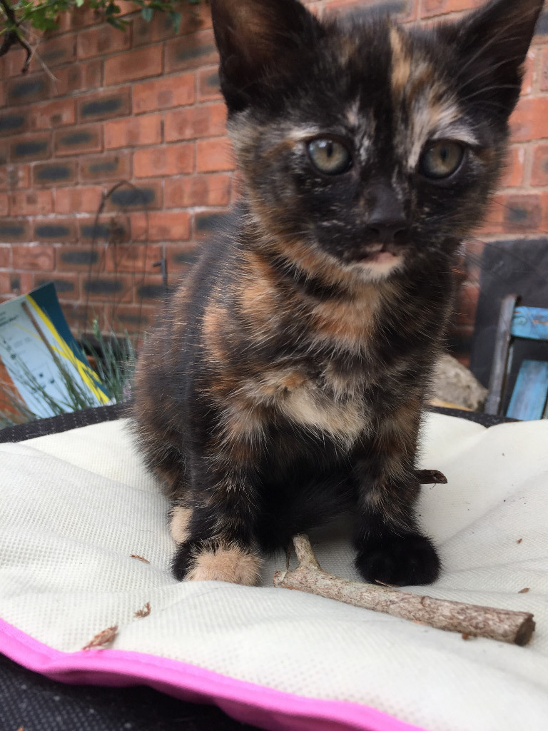 BEAUTIFUL LOVING TORTIE MIX CREAM BLACK GINGER FLECK FEMALE KITTEN CAT READY NOW CAN DELIVER