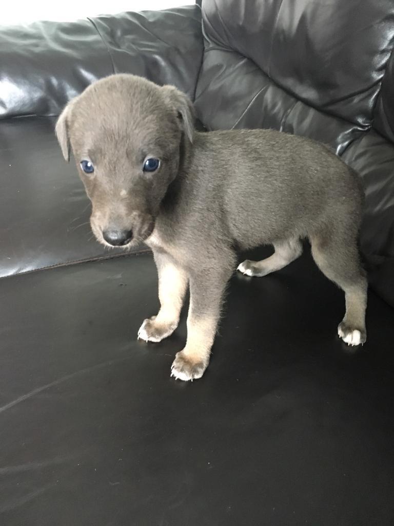 Lurcher puppies for sale in Pontllanfraith, Caerphilly Gumtree