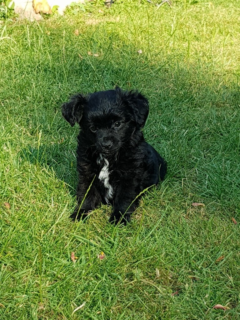 Poochi puppies ready now in Coleford, Gloucestershire Gumtree