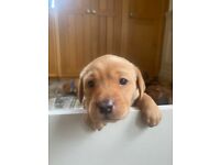 Fox Red Puppies for Sale