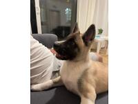 American Akita puppy for sale 