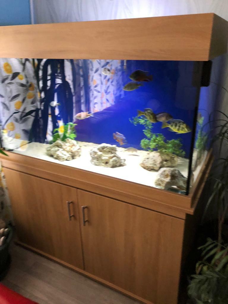 ClearSeal fish tank for sale!!! in Londonderry, County Londonderry Gumtree