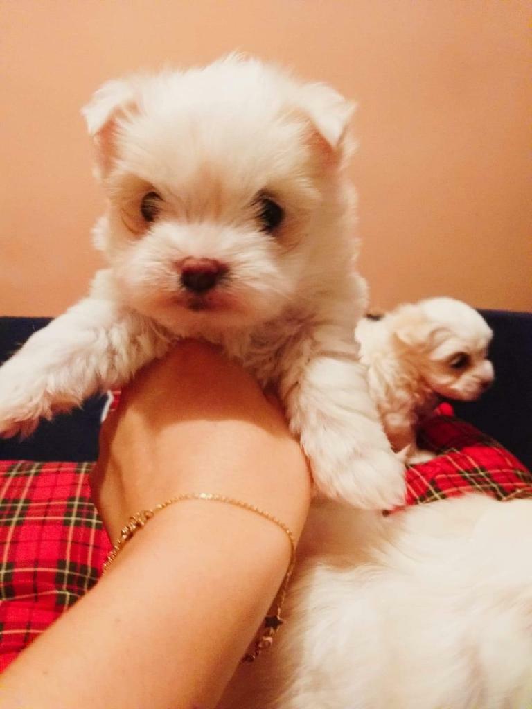 Bichon Maltese Mini Toy for Sale in Dewsbury, West Yorkshire Gumtree