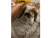 4 month old mini lop rabbit 