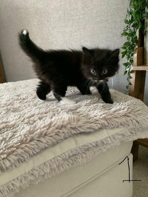 Kittens For Sale Turkish Angora Cross In West End Hampshire