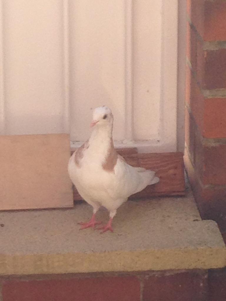 Quick sale white pigeon for sale !!!16 in Moortown, West Yorkshire