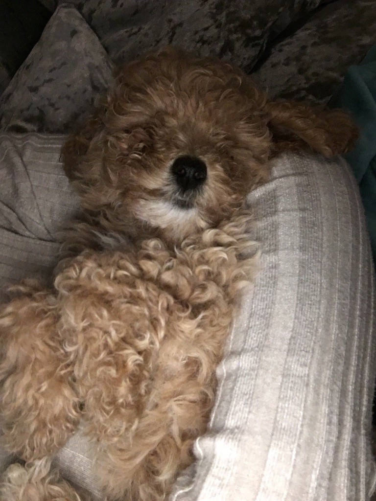 TOY POODLES FOR SALE in Weoley Castle, West Midlands Gumtree