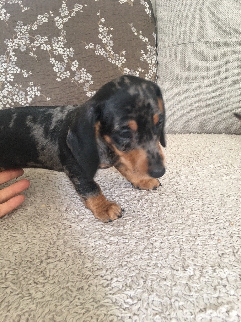 Miniature dachund puppies for sale (sausage dogs) in Bridgwater, Somerset Gumtree