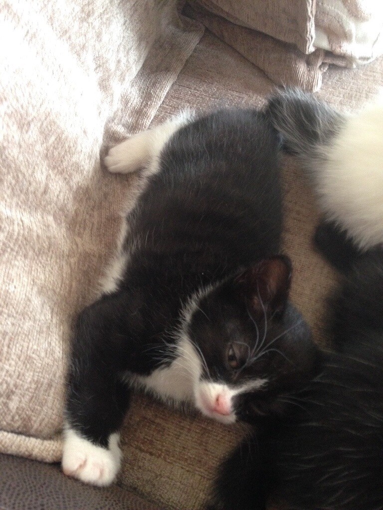 1 year old female cat. Kittens 8 weeks old. Ready for good homes in