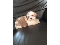 X Bichon Dogs Puppies For Sale Gumtree