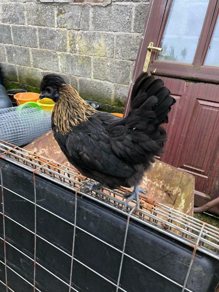 15 week old black top bantam pullet and hatching eggs (Chickens, chick