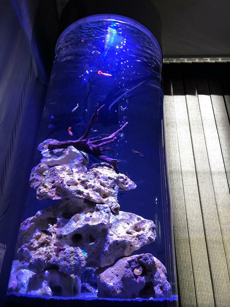 Fish tank tall stainless aquarium in Chatham, Kent Gumtree