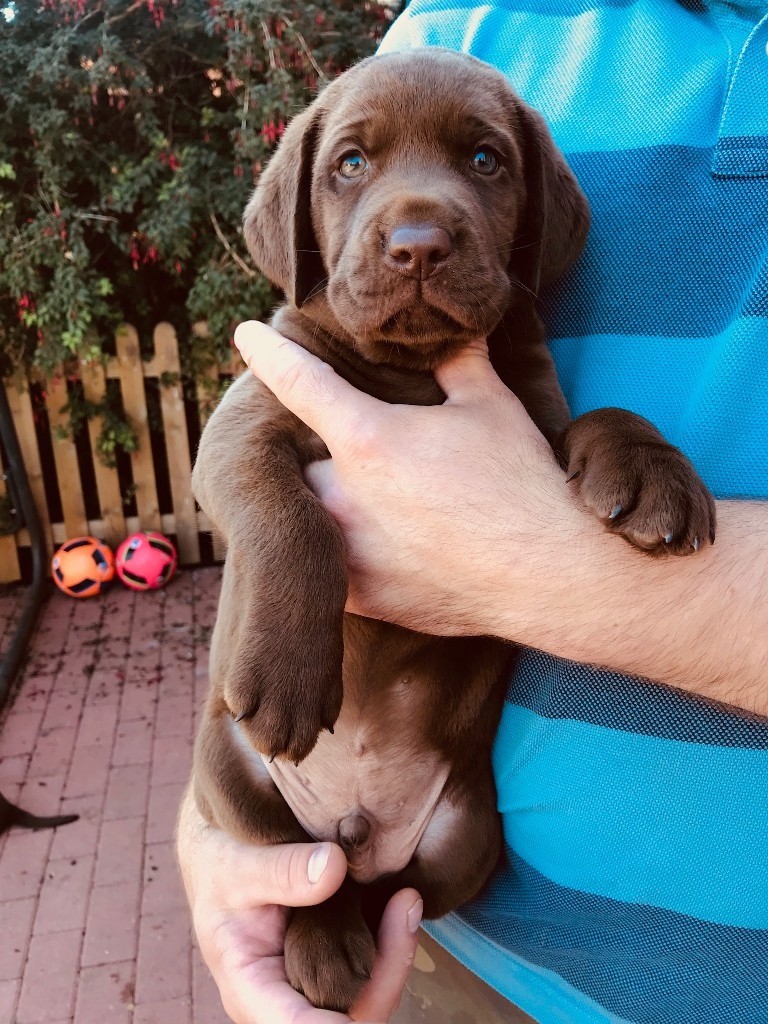 KC Reg Chunky Chocolate Labrador Puppies in Mansfield Woodhouse