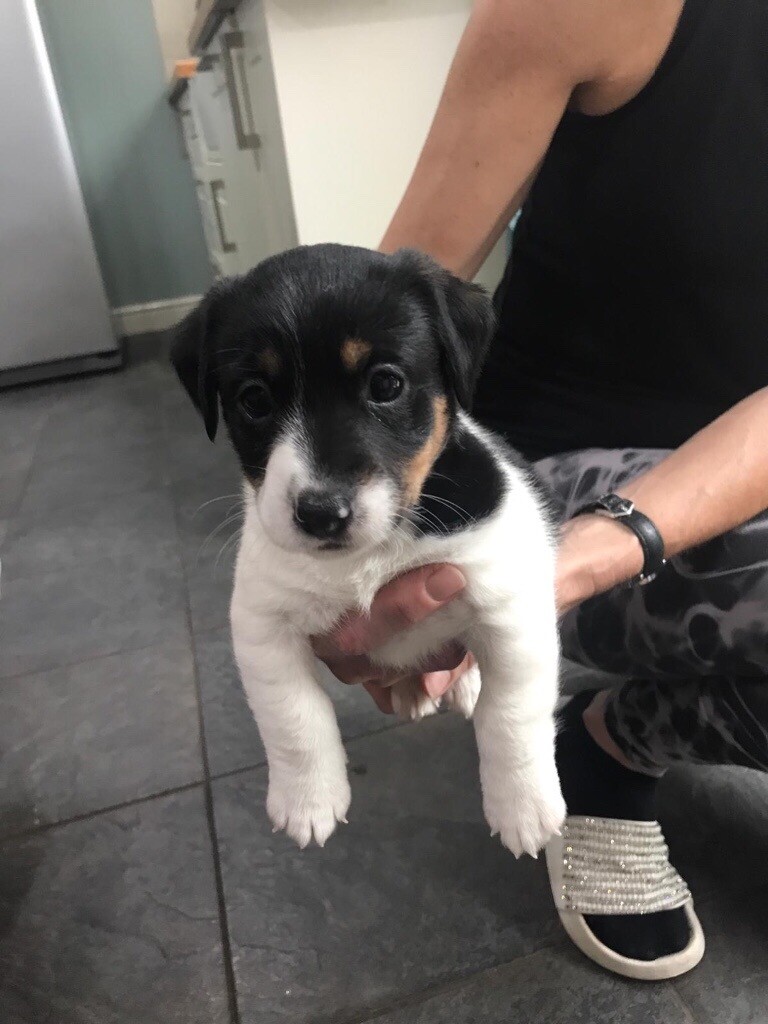 Jack Russell Puppies in Seaton, Cumbria Gumtree