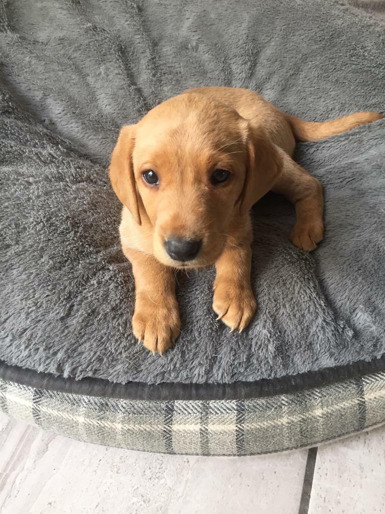 KC registered Labrador puppy for sale only 1 boy left in