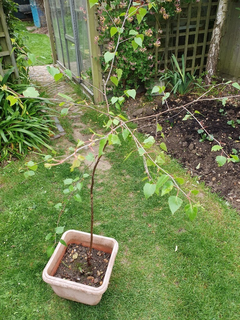 A Small potted silver birch tree in Chelmsford, Essex Gumtree