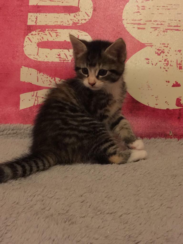 Kittens for sale in Bowburn, County Durham Gumtree