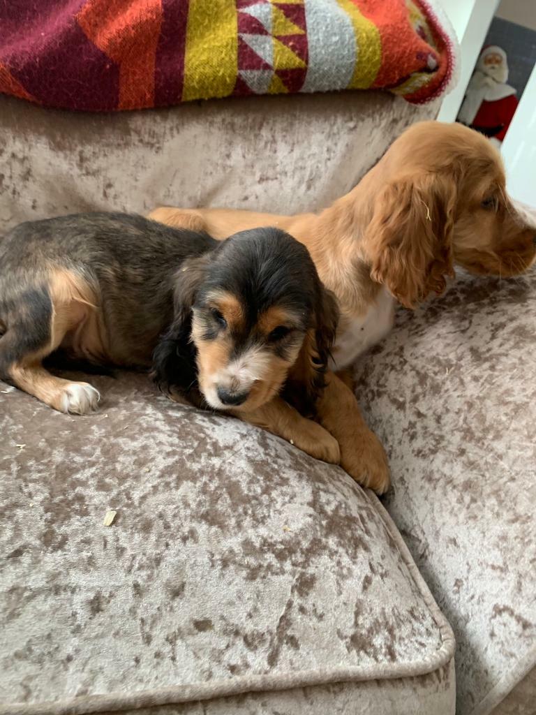 Cocker spaniel puppy in Doncaster, South Yorkshire Gumtree