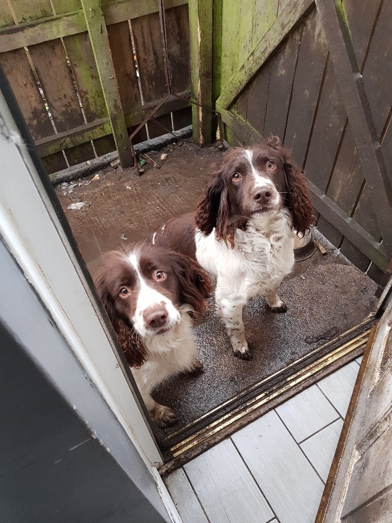 Springer spaniels for sale in Wallsend, Tyne and Wear Gumtree