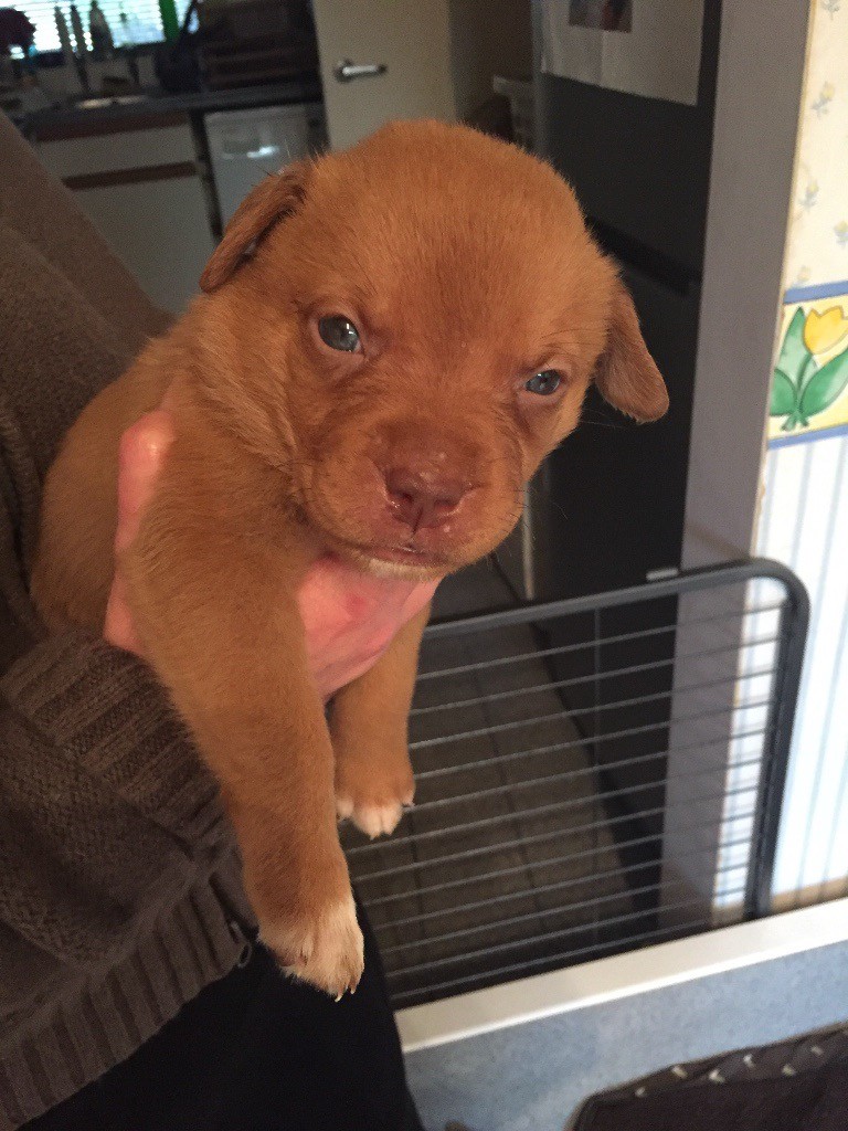 Dogue de Bordeaux cross Rottweiler puppies in Penwortham, Lancashire