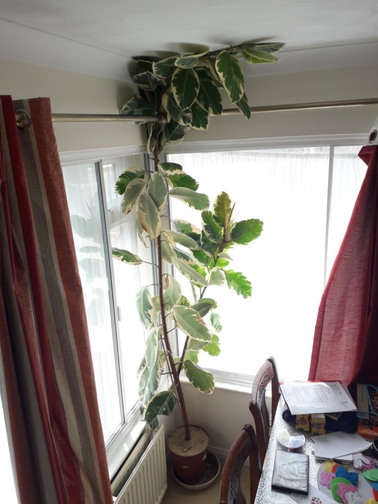 Large Mature Rubber Plant Ficus Elastica 'Tineke' Very Tall