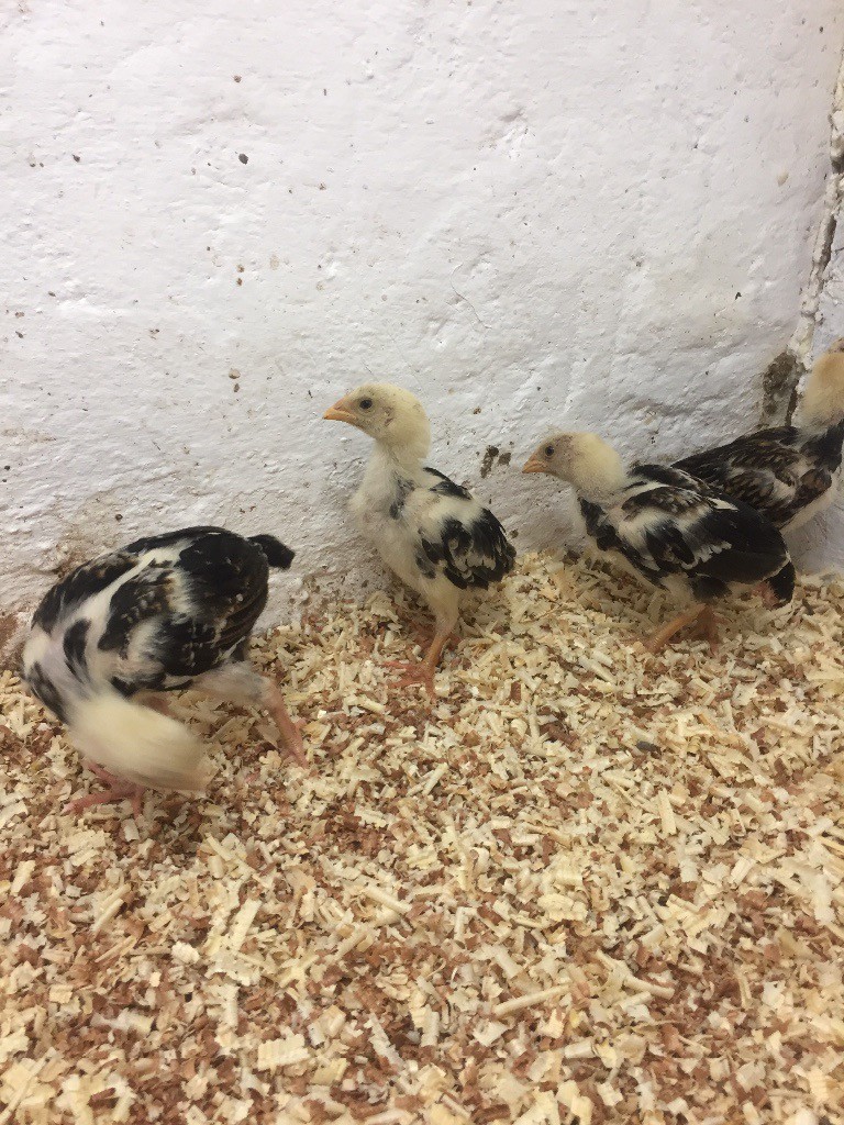 Shamo chicks for sale in Bradford, West Yorkshire Gumtree