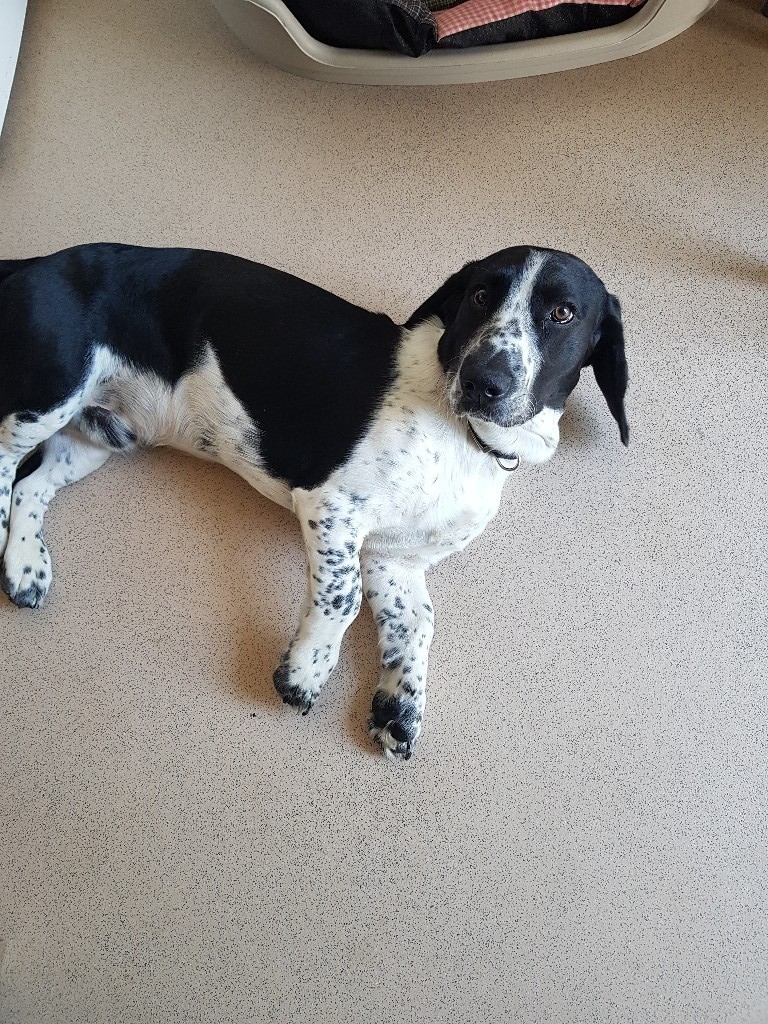 Bassett x cocker spaniel in Brundall, Norfolk Gumtree