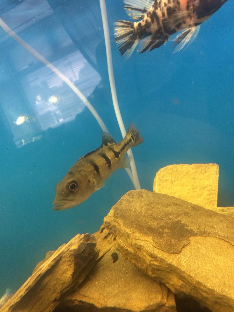 3 inch Peacock Bass for sale Tropical Fish. in Sharston 